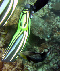 Angry trigger fish by Adrian Newell 